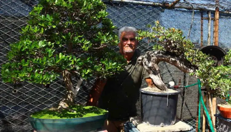 El milenario arte de cultivar bonsáis se convierte en un negocio sumamente rentable en Cuba