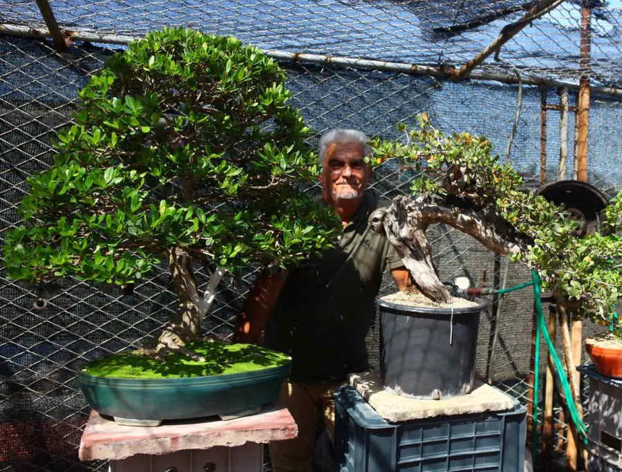 El milenario arte de cultivar bonsáis se convierte en un negocio sumamente rentable en Cuba