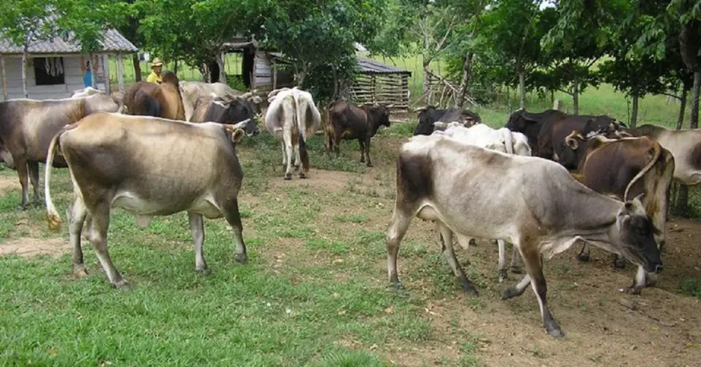 Lo que faltaba por oír: Vacas secuestradas en Cuba