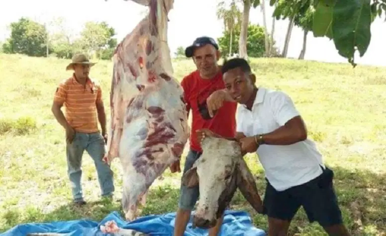 Gobierno cubano aclara las condiciones que deben cumplir los campesinos que deseen vender carne de res: "Pueden darle a la hermana, pero no venderla en su casa"