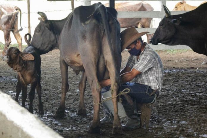 Gobierno cubano reconoce que ha perdido la cuarta parte del ganado vacuno del país en los últimos 35 años