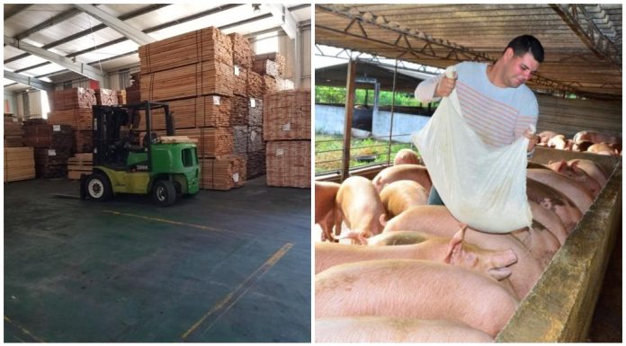 Comida para los cerdos de los campesinos cubanos y la madera para los carpinteros también ahora se venderán en dólares en Cuba