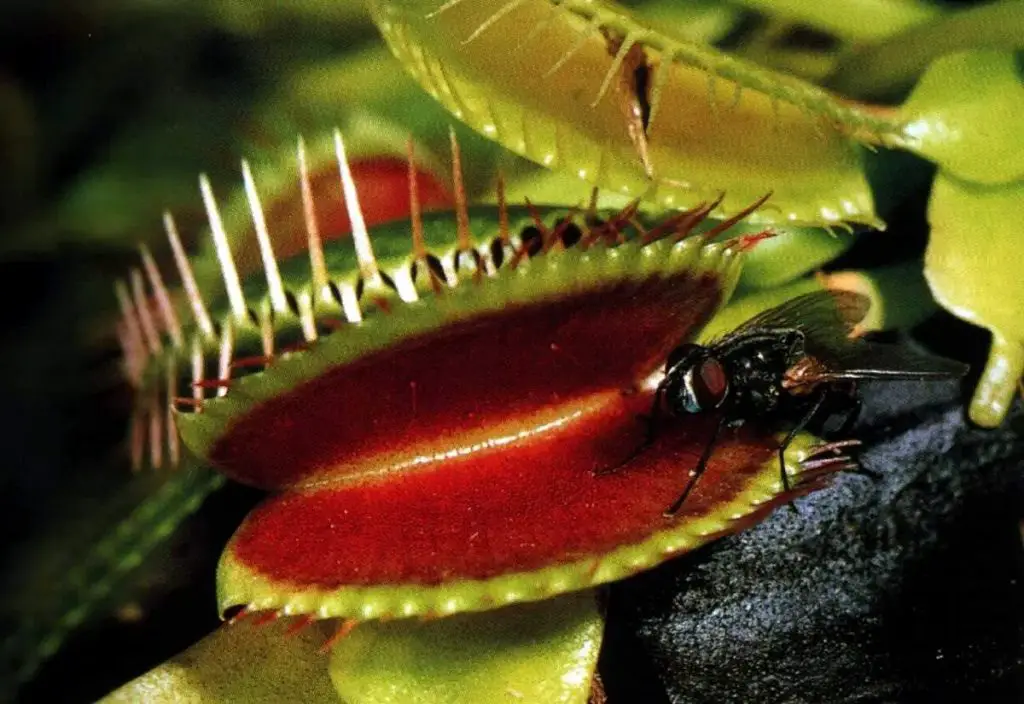 Las plantas carnívoras que existen en Cuba y son casi desconocidas