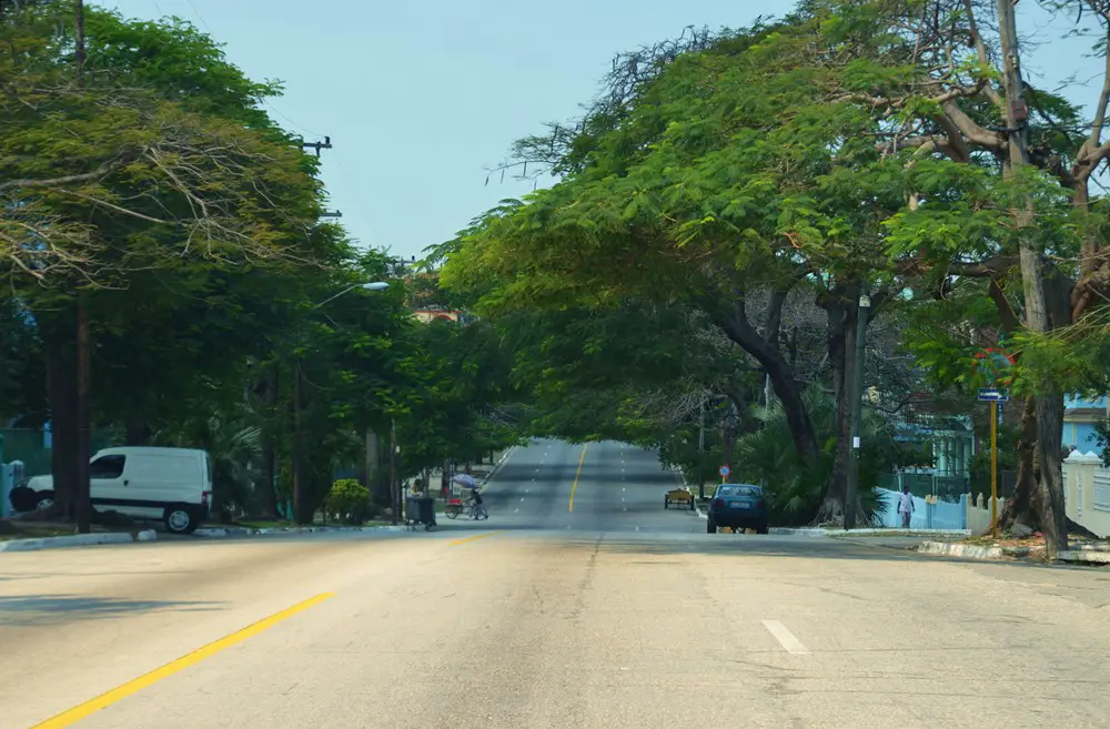 Recorriendo Santa Catalina, una de las avenidas más vistosas de La Habana