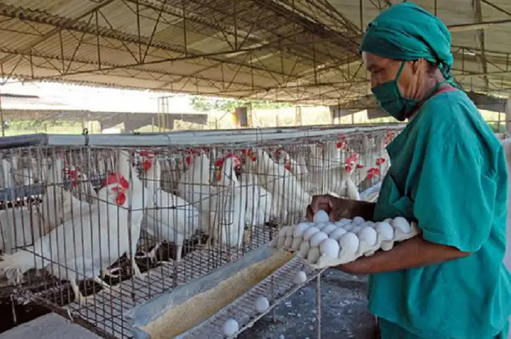 Gobierno cubano asegura que se sobrecumplió la producción de huevos, arroz y maíz en el país ¿pero dónde están porque en la calle no aparecen?