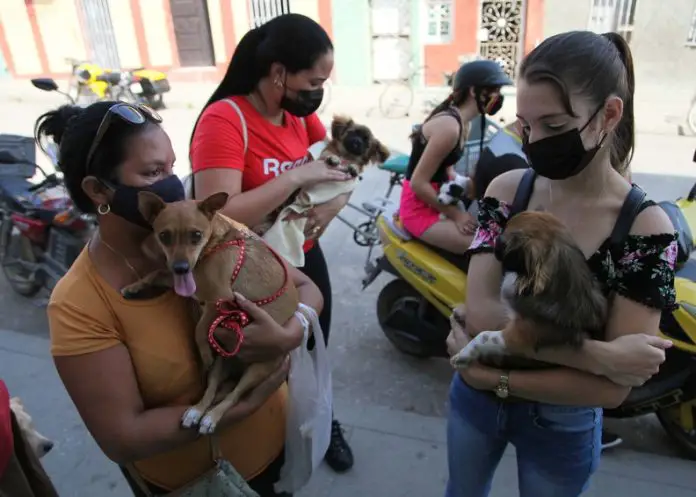 Nueva ley en Cuba obliga a los dueños de perros a ponerles bozal y arreo si desean sacarlos a la calle desde el 10 de julio