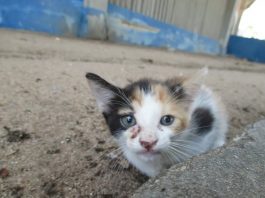 Tres cubanos son sancionados con multas de 3000 pesos bajo la nueva ley de maltrato animal en Cuba por la muerte violenta de un gato