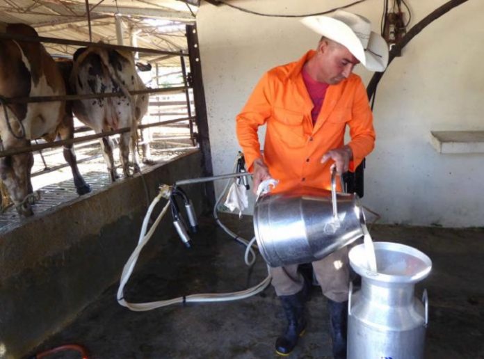 El Ordenamiento de Murillo triplicó el precio de la leche y del queso en Cuba