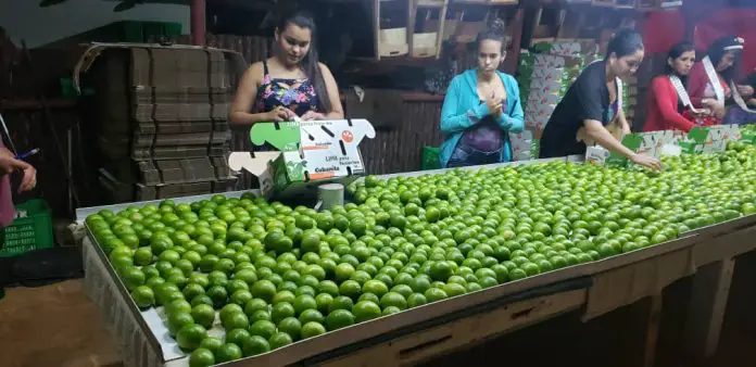 Los cubanos no verán limones en los agromercados por buen tiempo, según advirtieron las autoridades