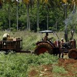 Salta la voz de alerta entre los campesinos en Cuba ante ola de robos de animales y cultivos