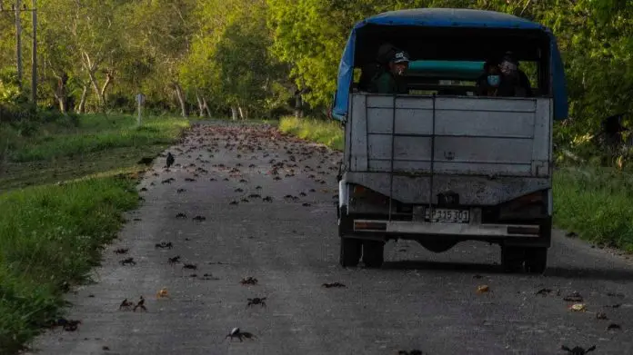 Más de 3.5 millones de cangrejos mueren aplastados bajo las llantas de los automóviles en la provincia de Matanzas