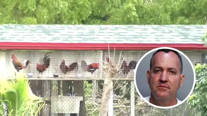 Arrestan cubano en Miami por organizar peleas ilegales de gallos en patio de su casa