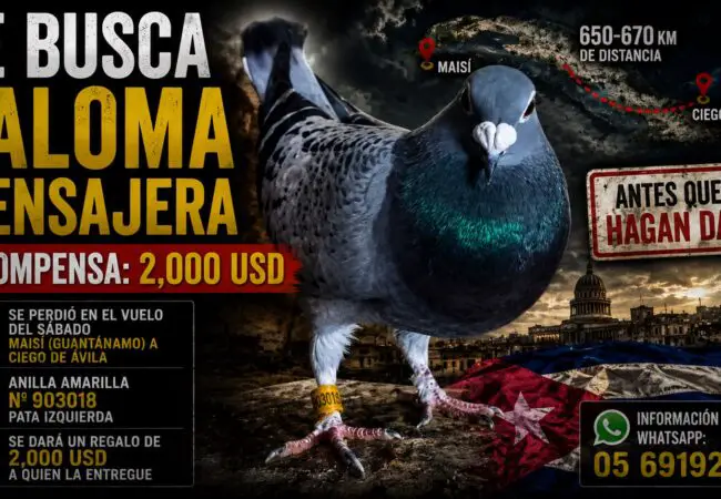 Ofrecen 2 mil dólares por una paloma perdida en Cuba y las redes estallan: ‘¿Eso vuela o trae oro?